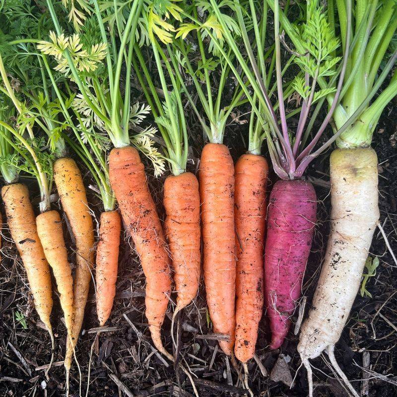 Choose Quick-Maturing Varieties
