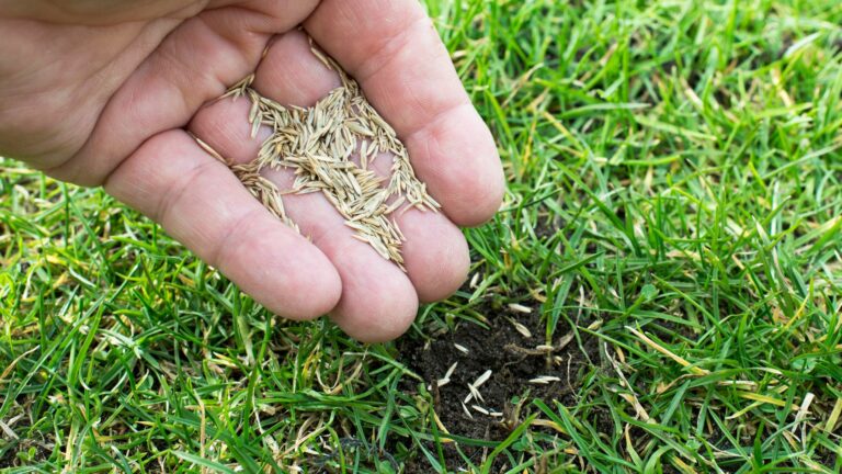 Hand Planting Grass Seeds