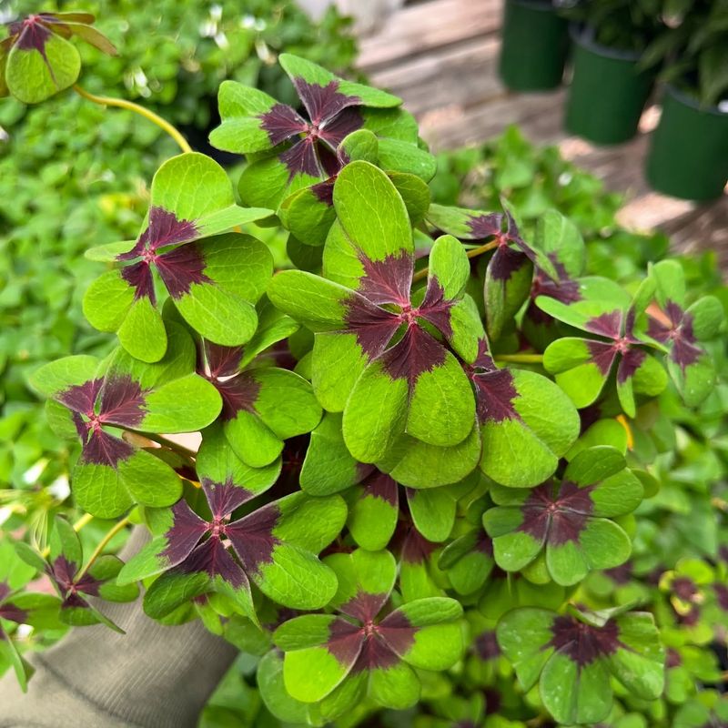 Oxalis (Oxalis spp.)