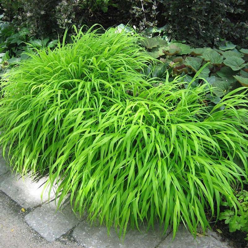 Japanese Forest Grass (Hakonechloa)