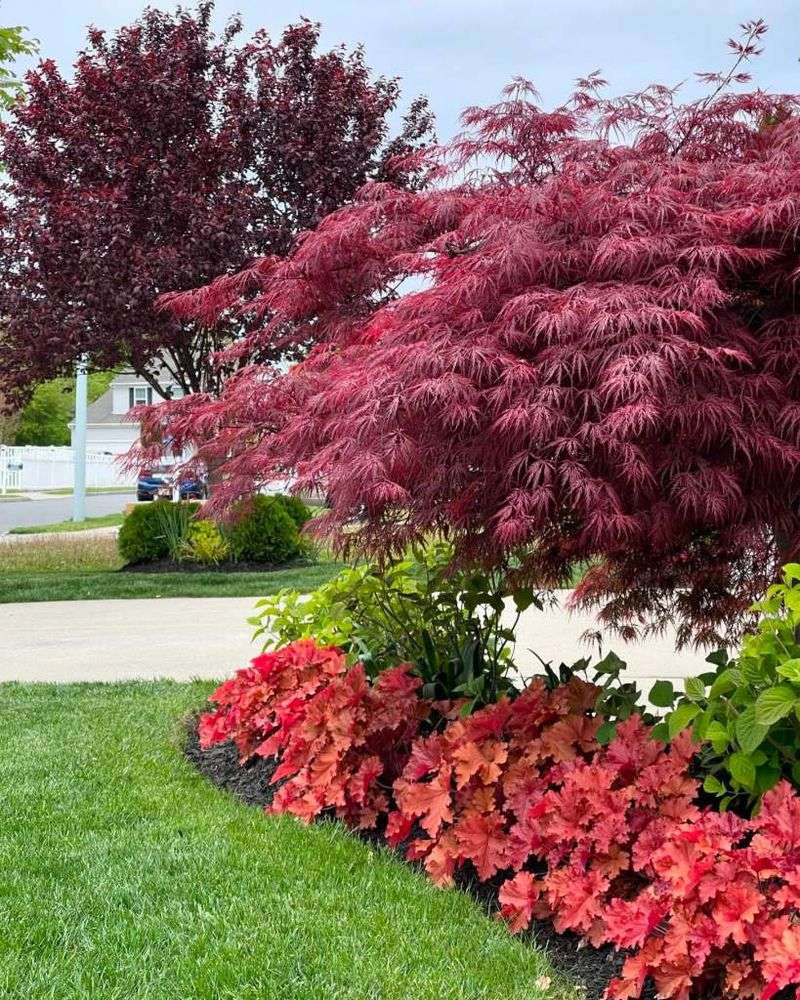 Strategic Specimen Plants
