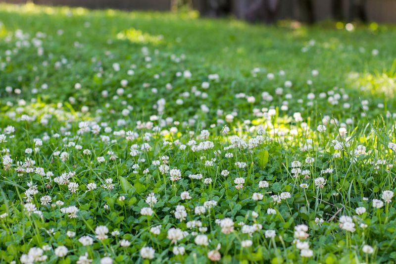Costs Significantly Less Than Grass
