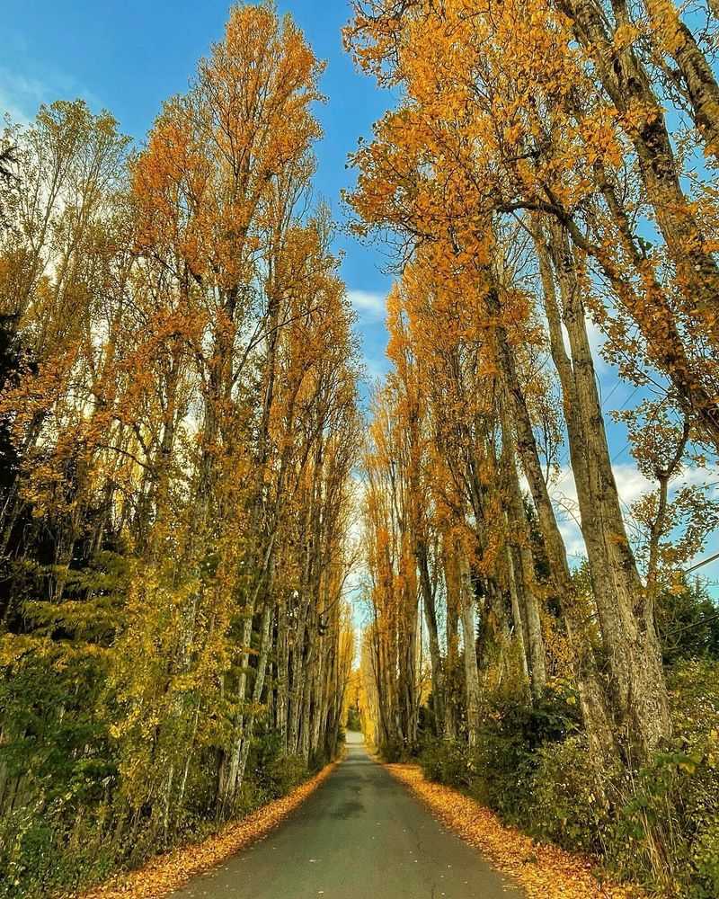 Lombardy Poplar