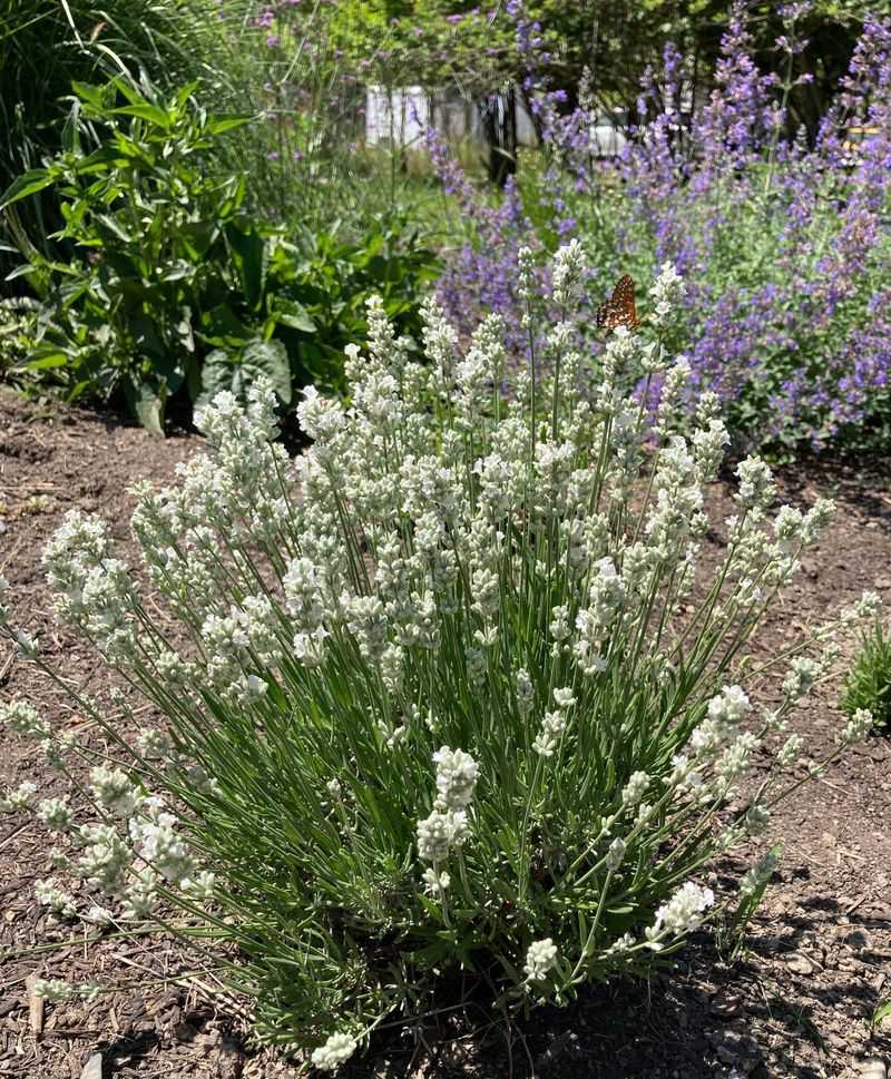 Lavender 'Nana Alba'