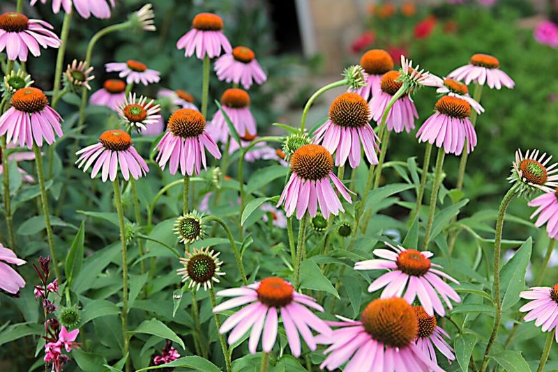 Echinacea