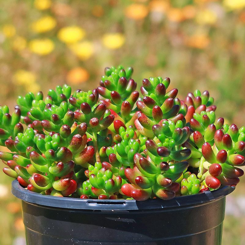 Sedum