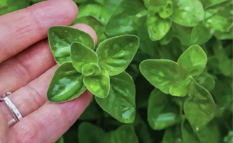 Oregano