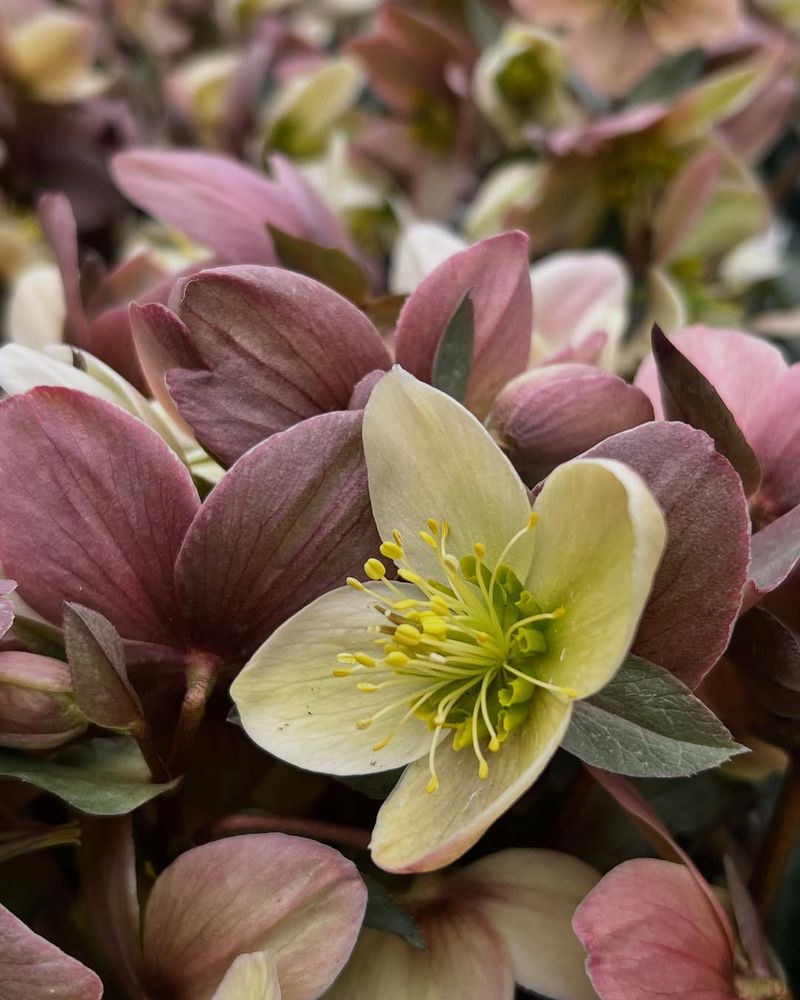 Hellebores (Lenten Rose)