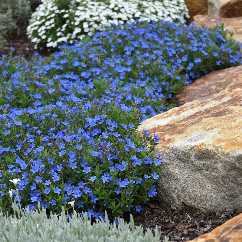 Lithodora