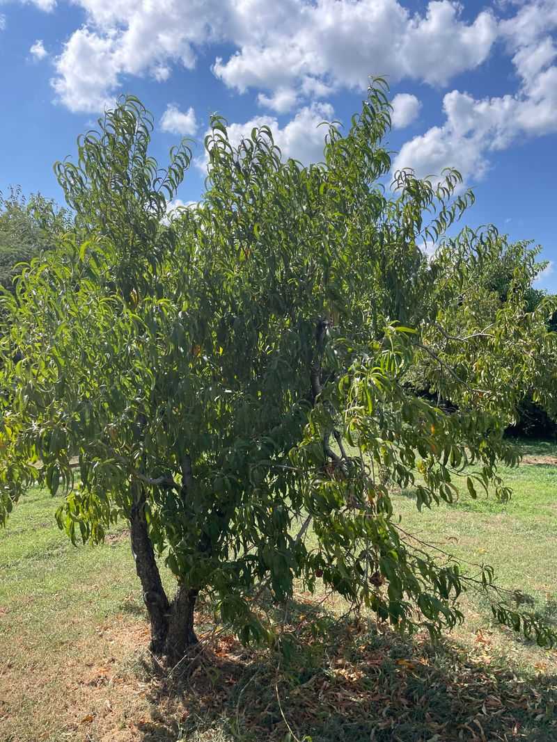 Natural Tree Pruners