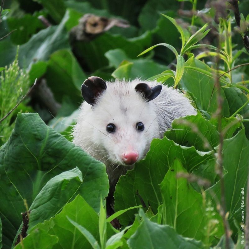 Nature's Cleanup Crew
