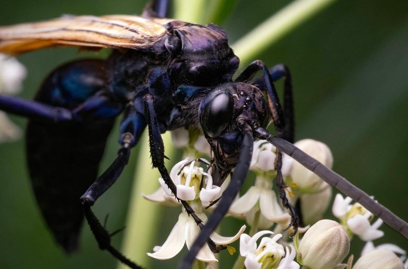 Tarantula Hawks