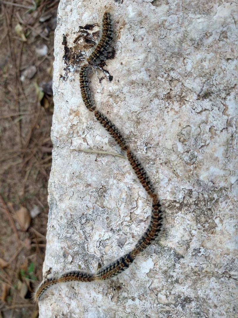 Processionary Caterpillars