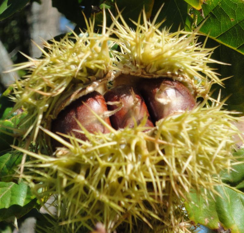 Chinese Chestnuts