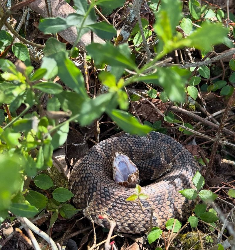 Cottonmouth