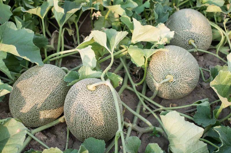 Stop Nitrogen When Fruits Form