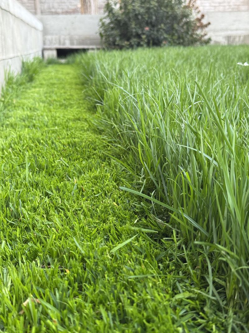 Mow Low First