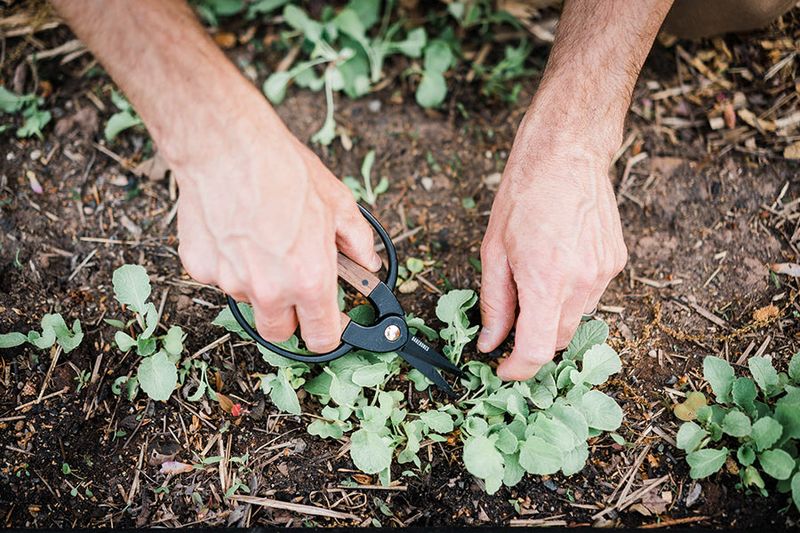 Thin Seedlings Properly