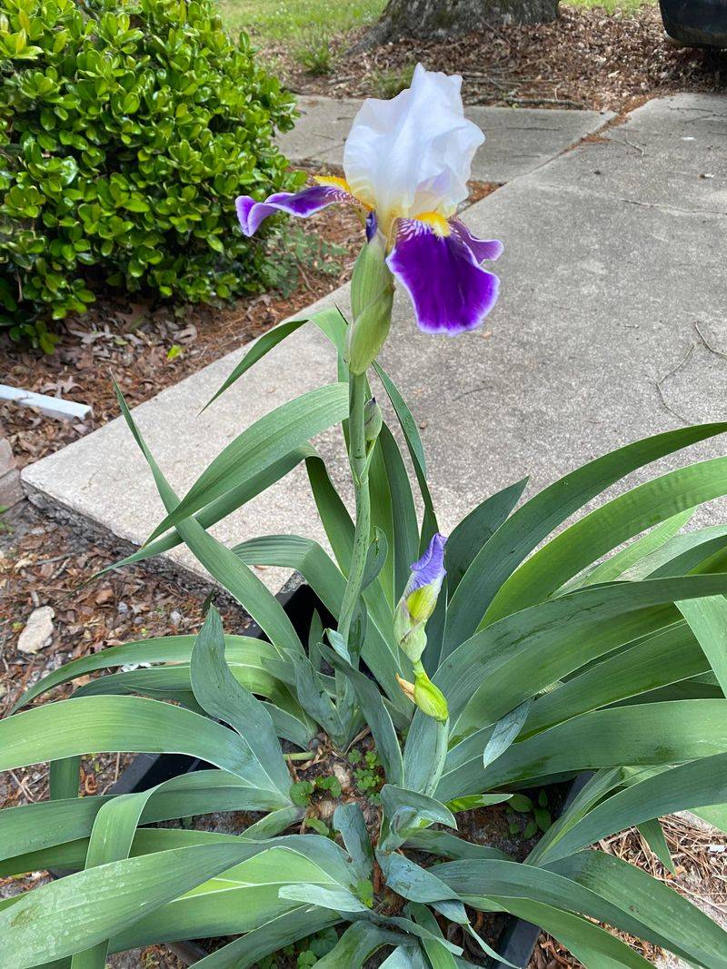 Plant at Correct Depths