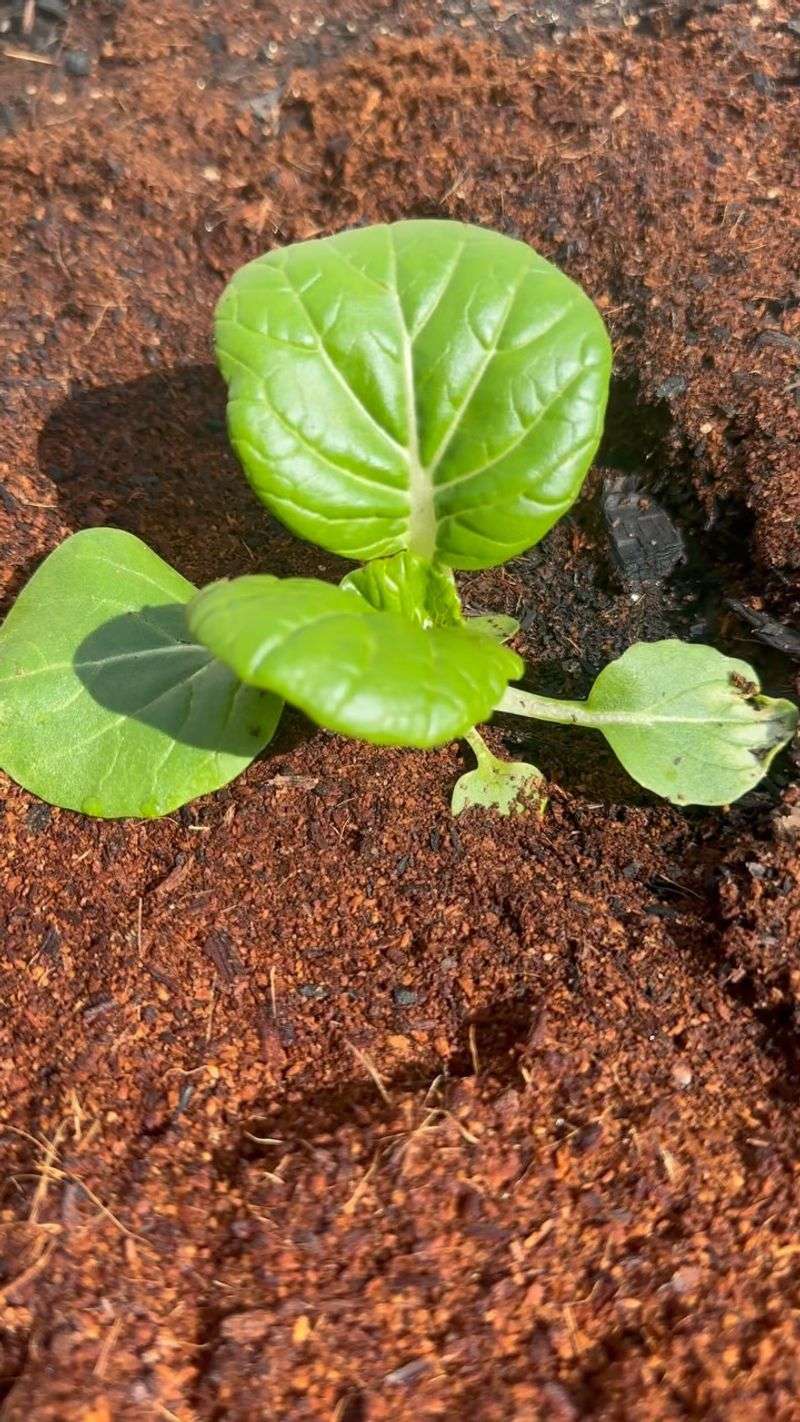 Prepare Rich Soil
