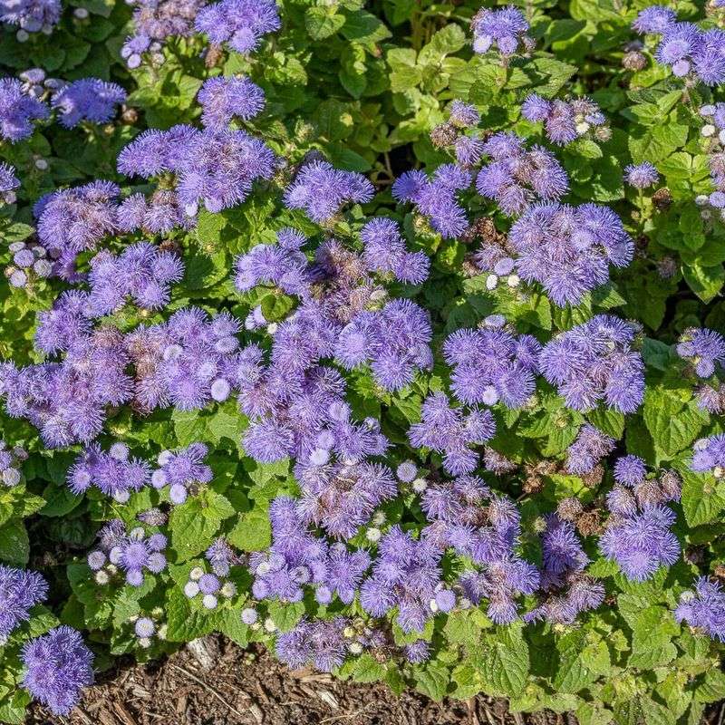 Blue Danube