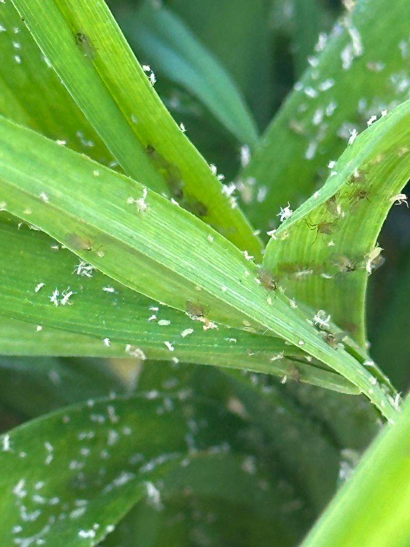 Targeted Pest Management