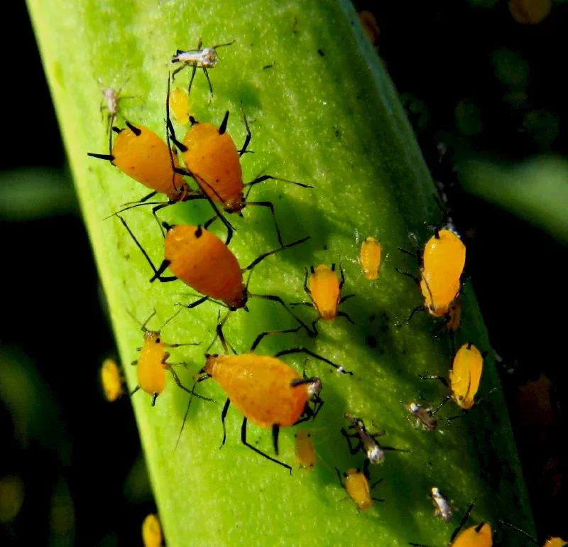Fertilizer Encouraging Pest Problems