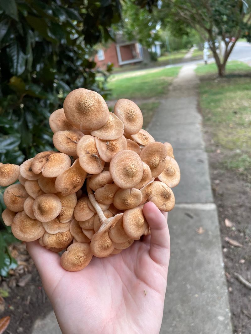Honey Mushroom (Armillaria mellea)