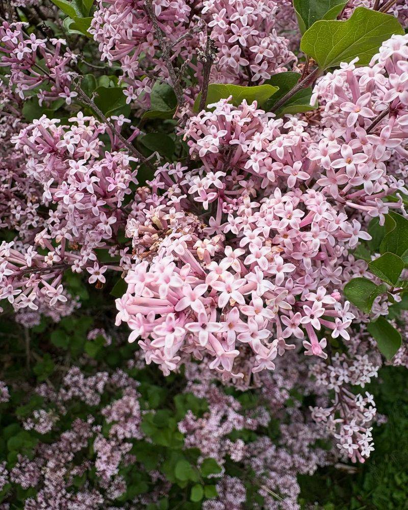 Josee Lilac