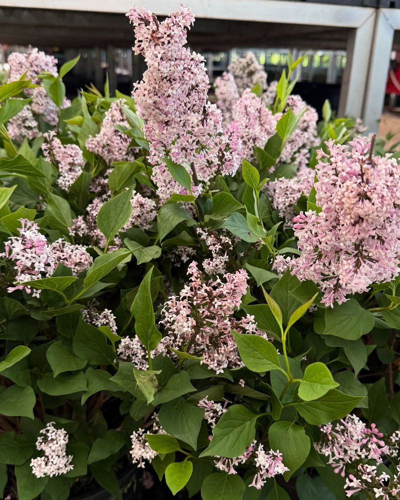 Munchkin Lilac