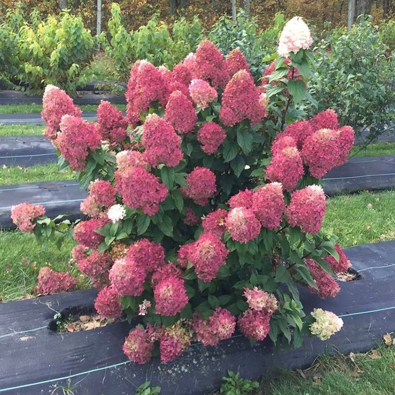 Little Quick Fire Hydrangea