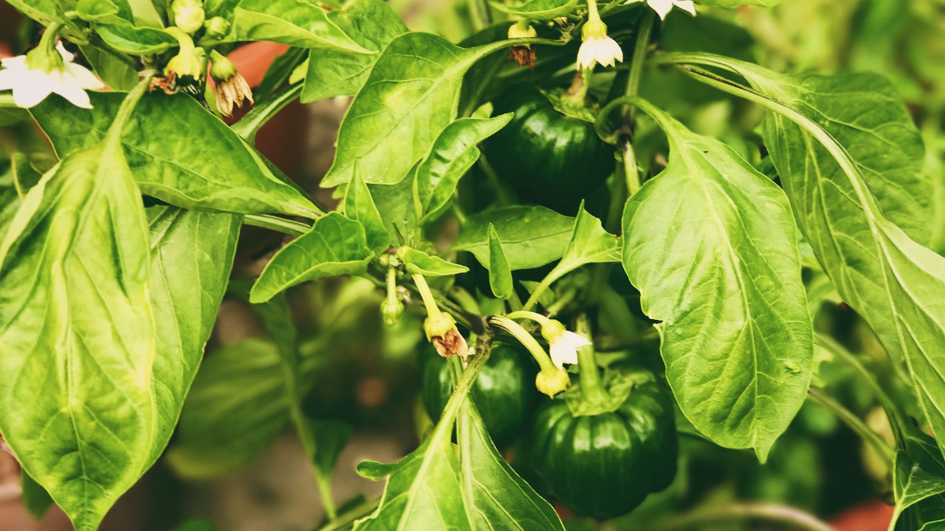 peppers