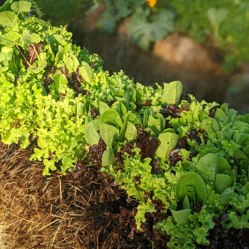 Straw Bale Gardening