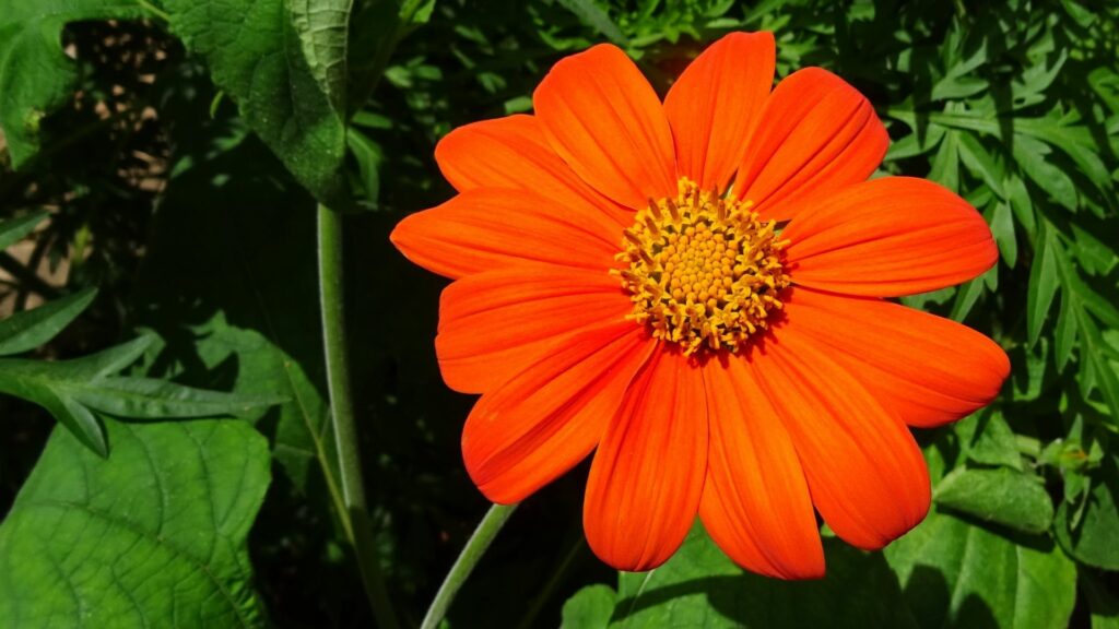 Tithonia