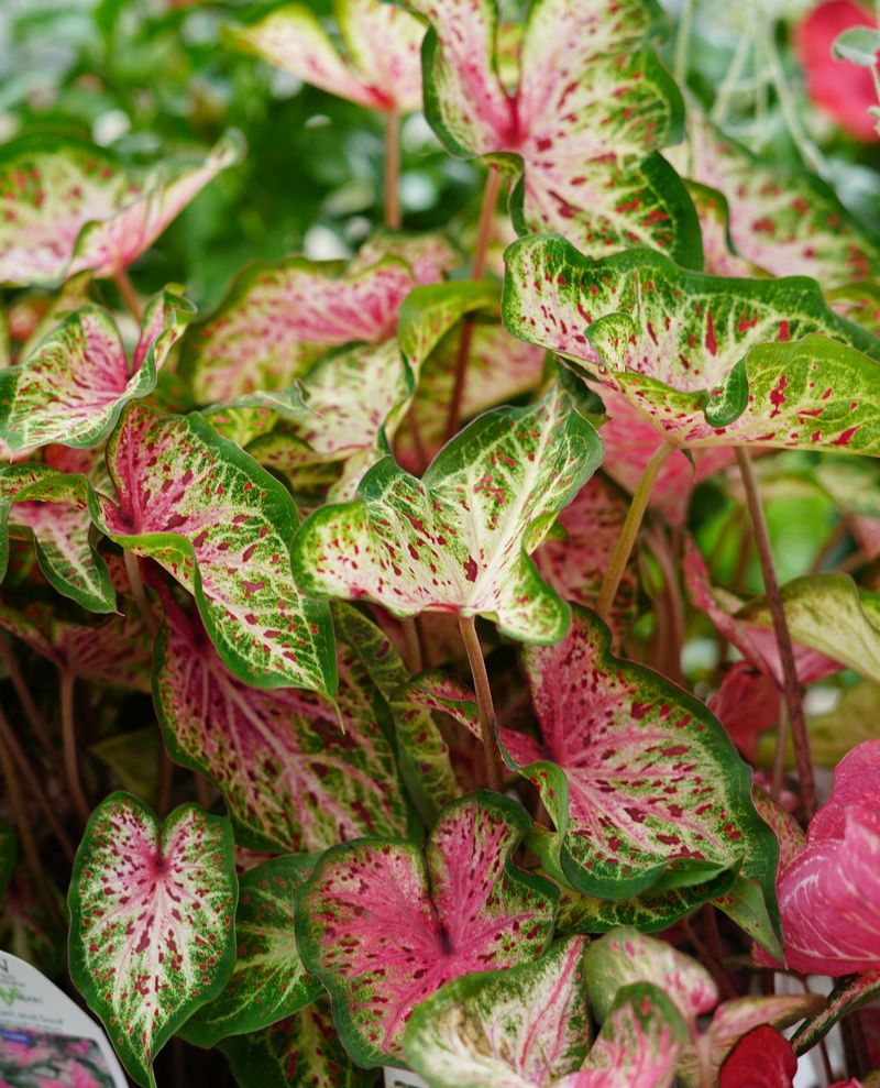 Caladiums