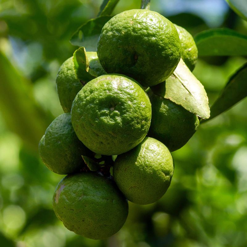 Kaffir Lime
