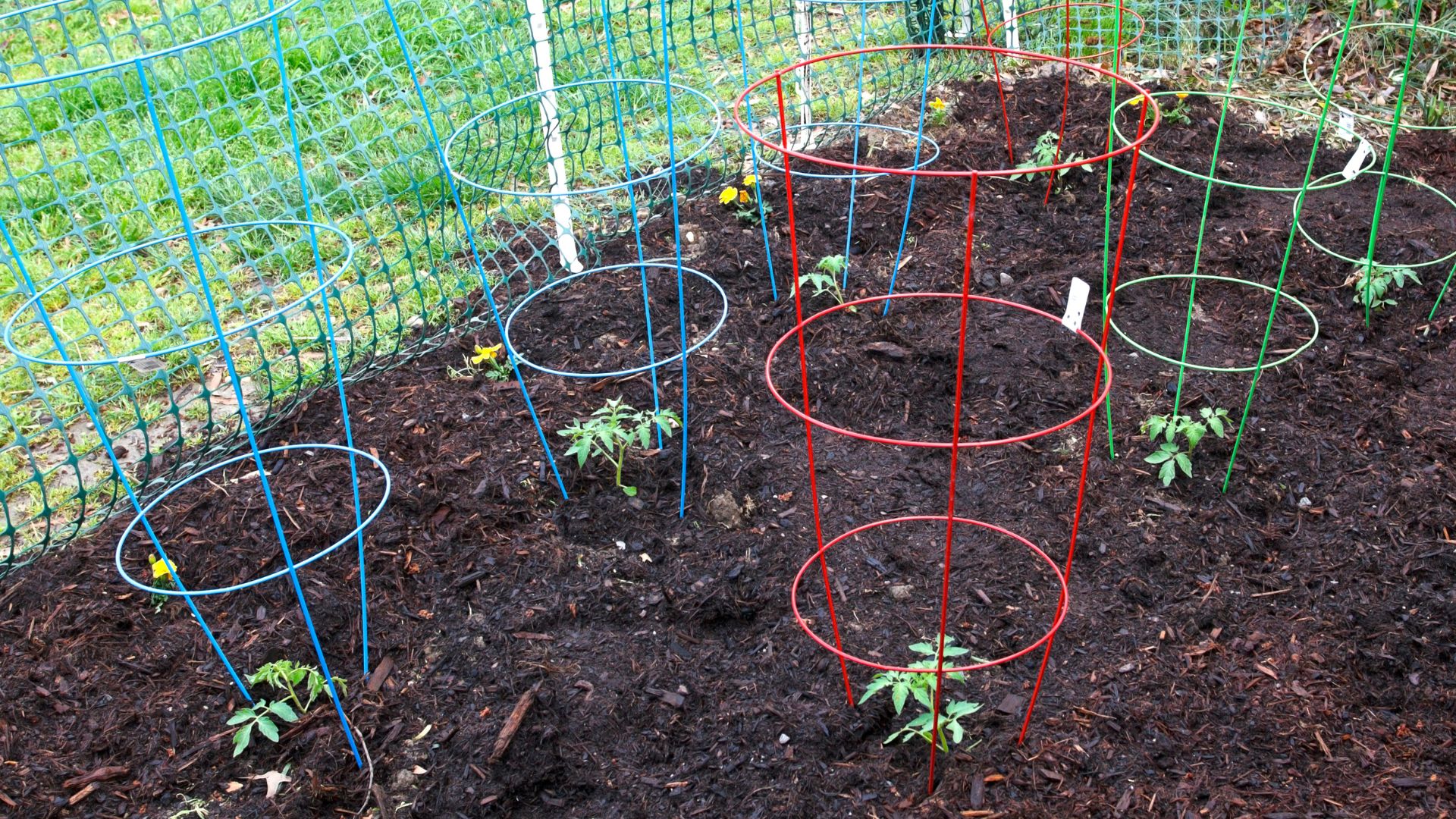 Tomato Cages Aren’t Just For Tomatoes — 29 Surprising Plants To Try