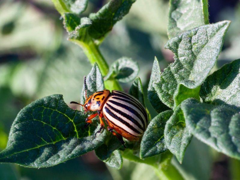 Colorado Potato Beetles