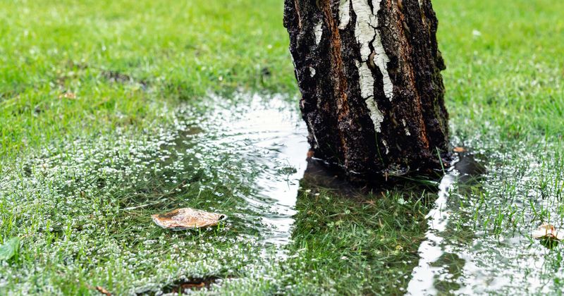 In Soggy Areas That Don't Drain