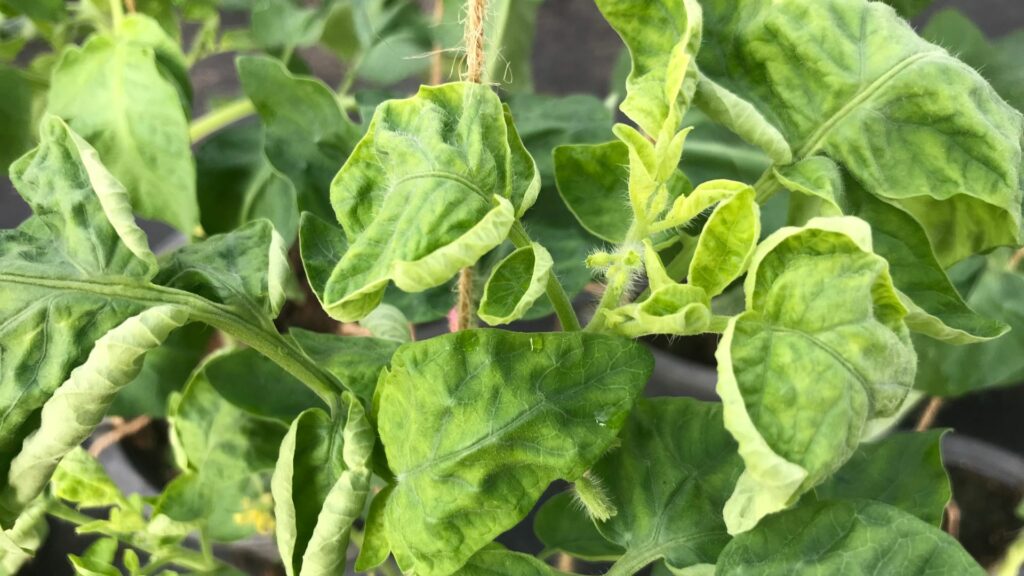 curling leaves of tomato