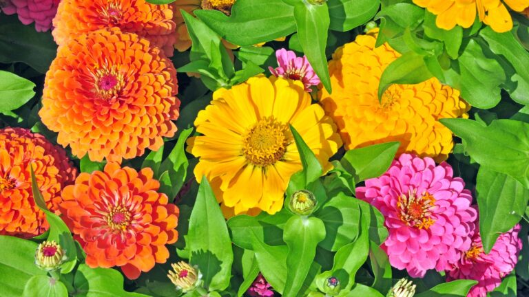 zinnia flowers