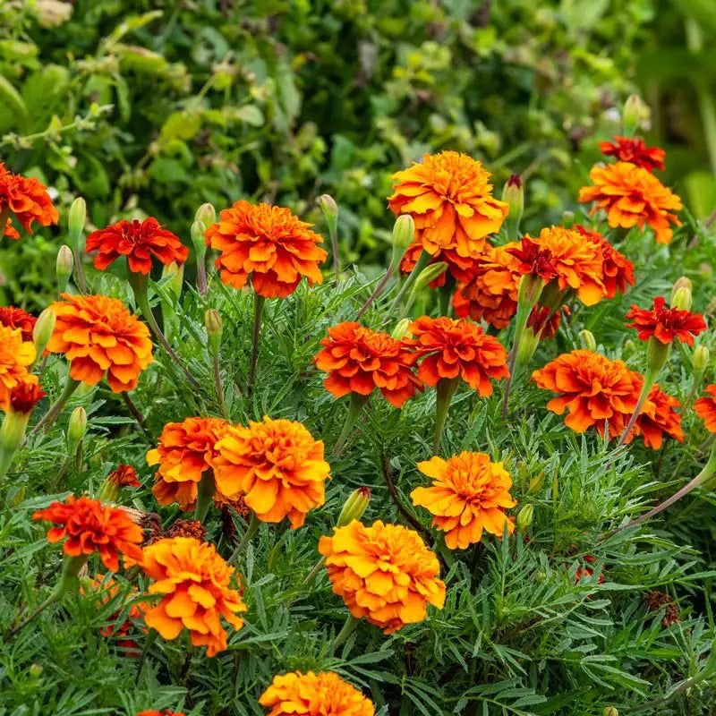 Marigolds