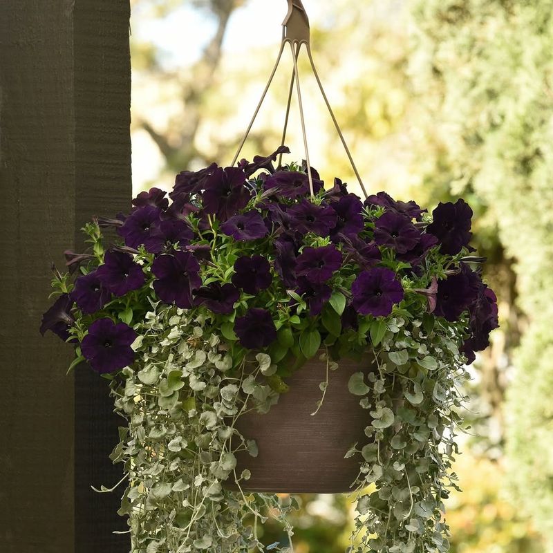 Wave Petunias