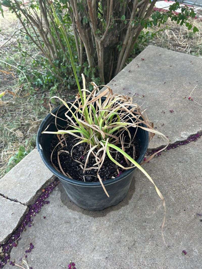 Apply Light Fertilizer