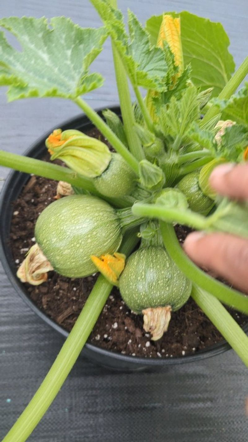 Container Growing