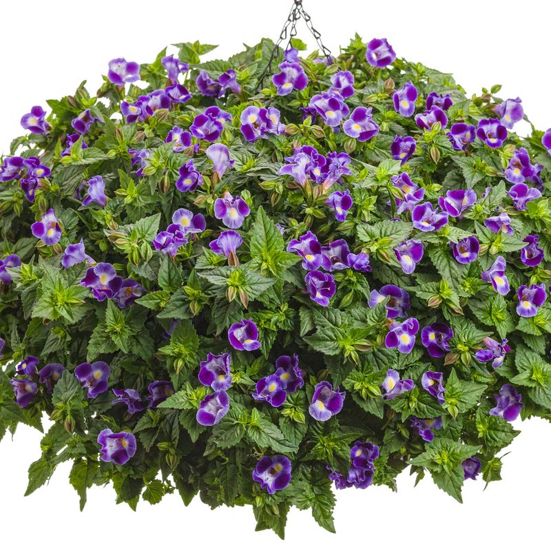 Resilient Torenia