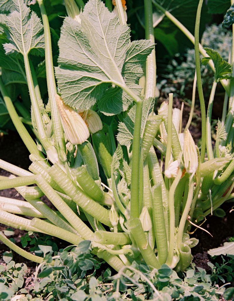Limit Fruit Numbers For Larger Size