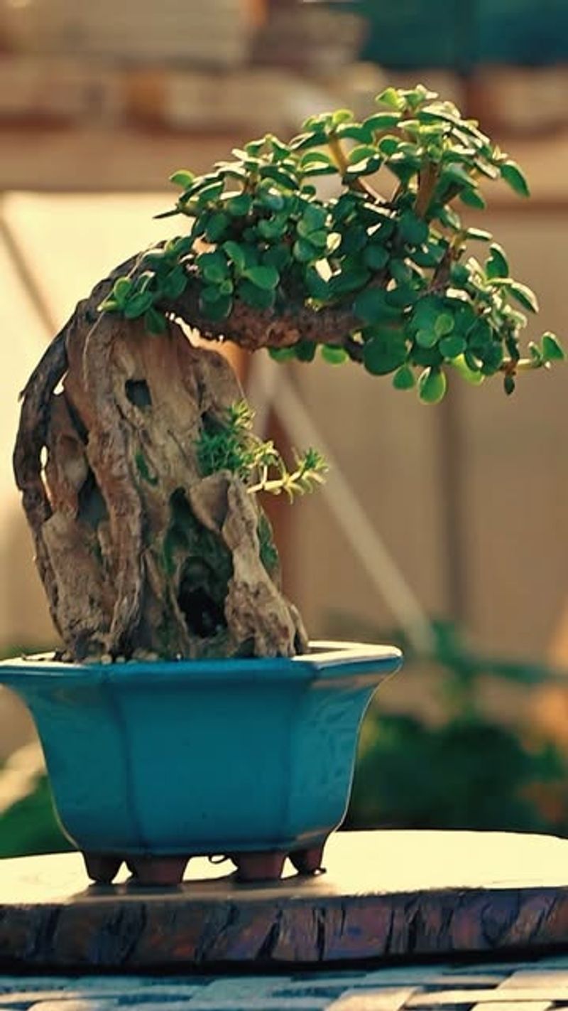 Root-Over-Rock Planting