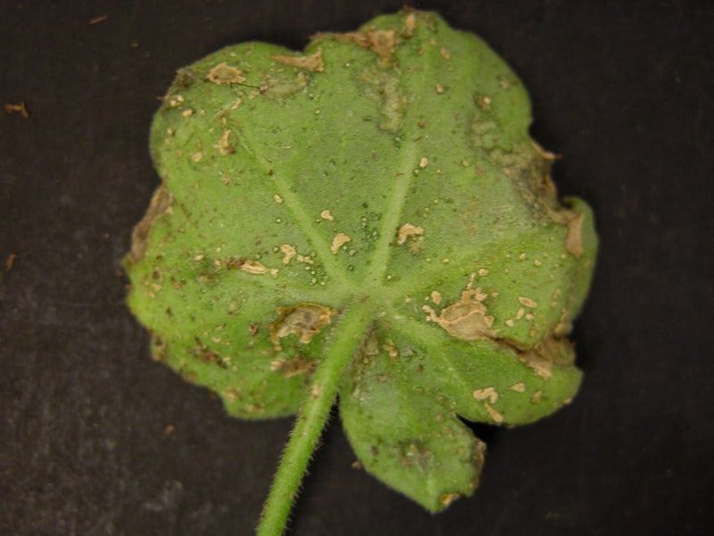 Chemical Damage