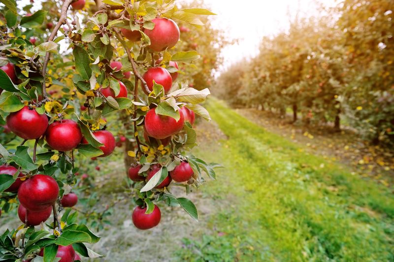 Fruit Tree Care Solution
